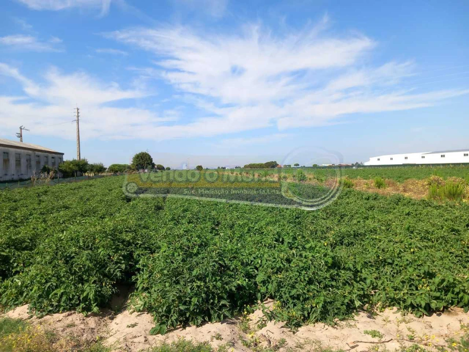 Terreno para Venda em Benfica do Ribatejo Foto 2