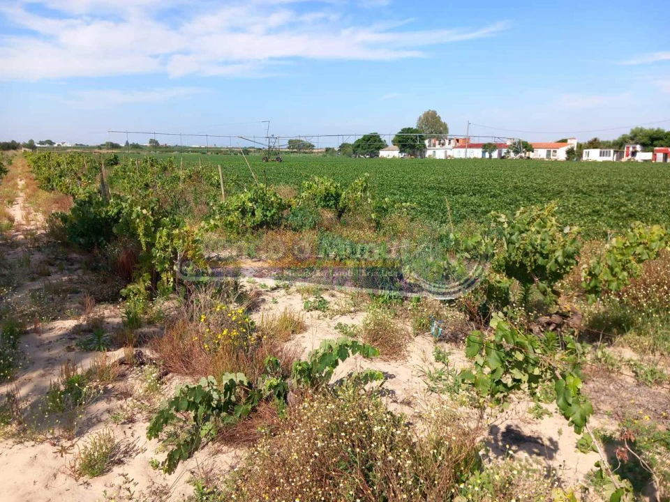 Terreno para Venda em Benfica do Ribatejo Foto 1