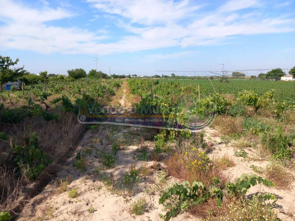 Terreno para Venda em Benfica do Ribatejo Foto 2