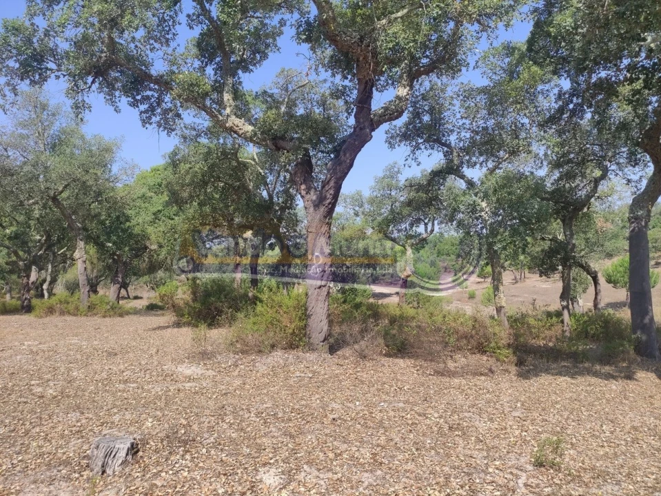 Quinta T2 para Venda em Mora Foto 5