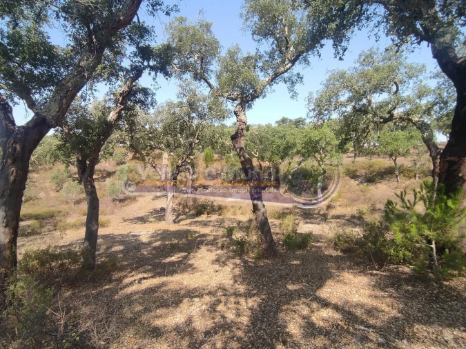 Quinta T2 para Venda em Mora Foto 18