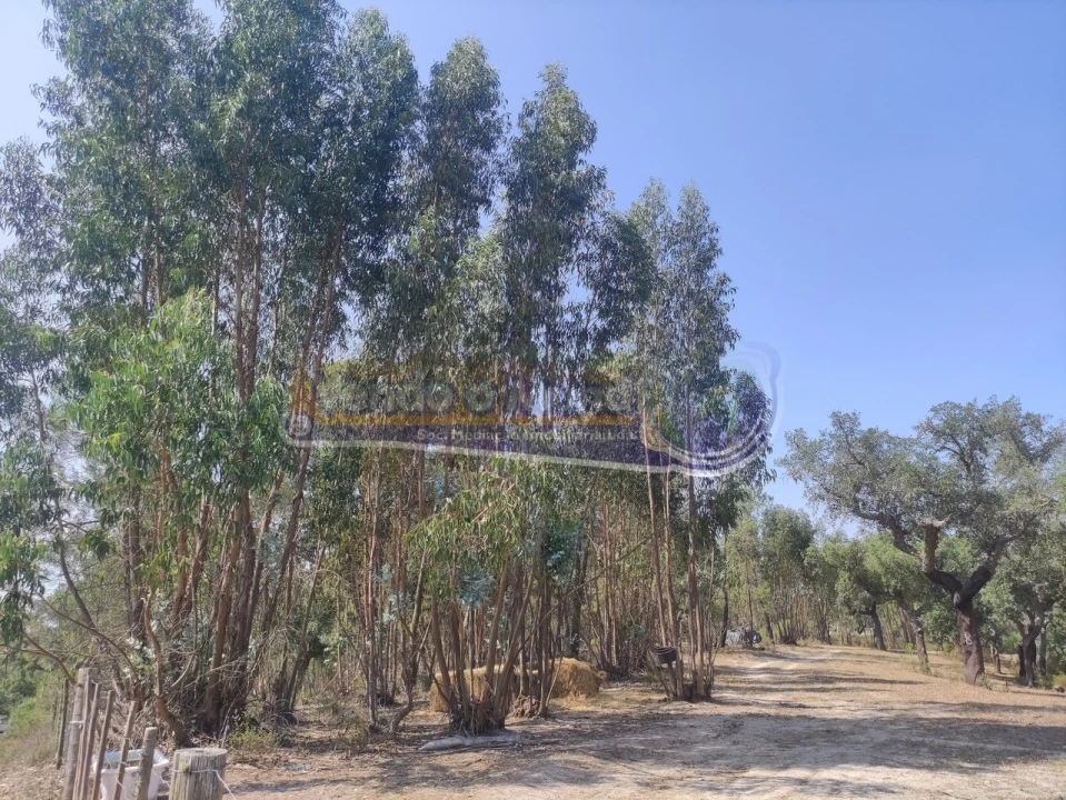 Quinta T2 para Venda em Mora Foto 3