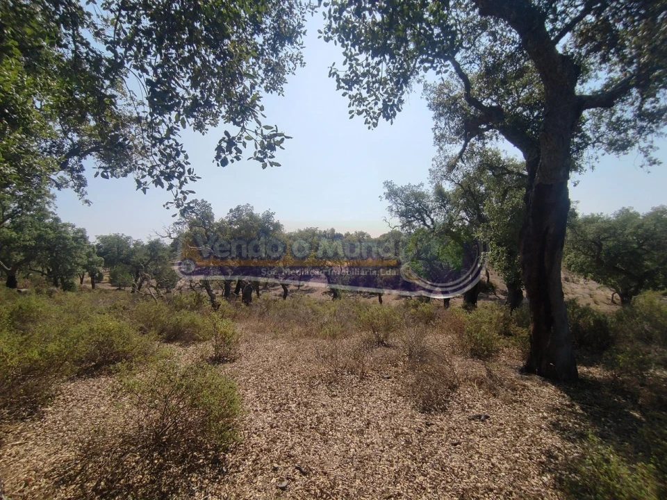 Quinta T2 para Venda em Mora Foto 7