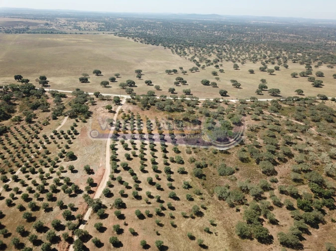 Terreno para Venda em Pavia Foto 4
