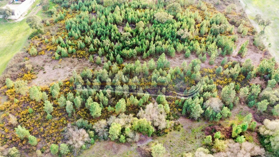 Terreno para Venda em São Jose da Lamarosa Foto 4