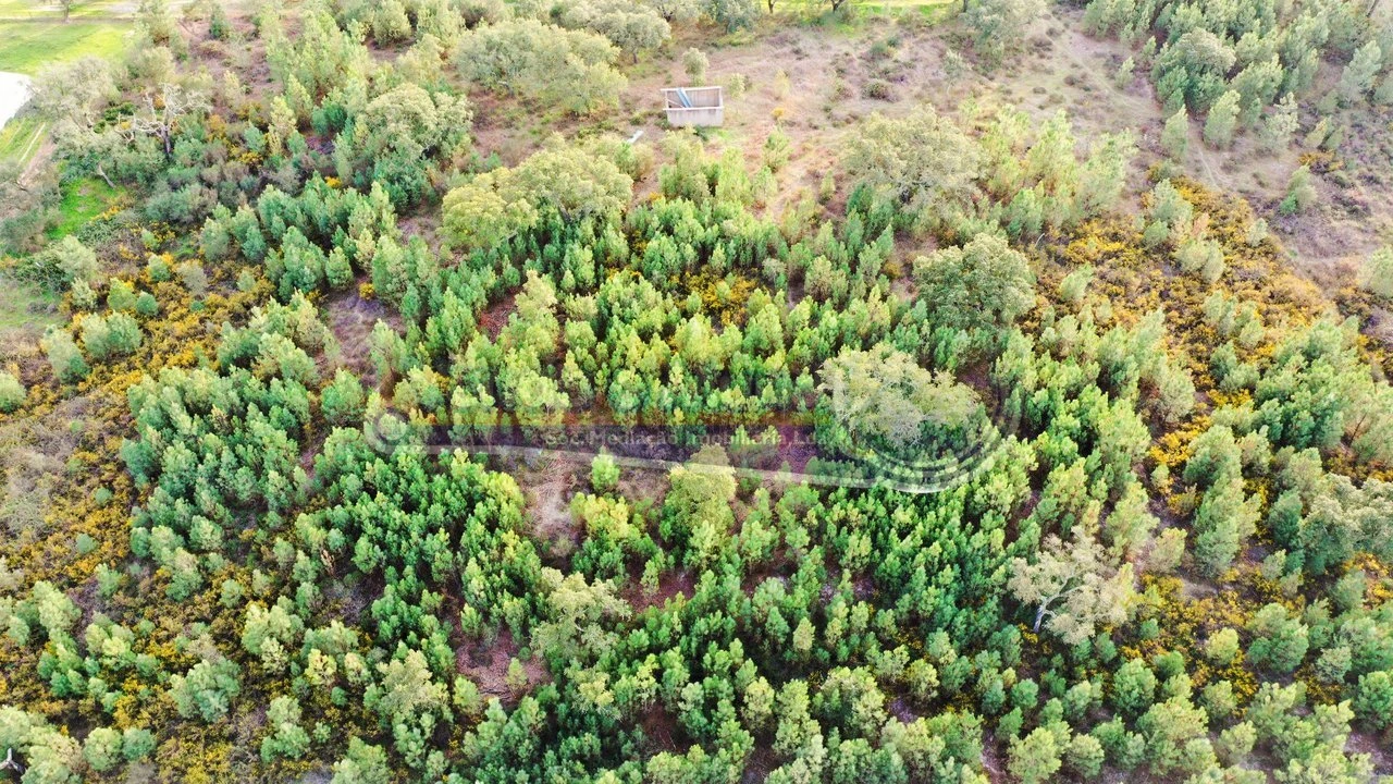 Terreno para Venda em São Jose da Lamarosa Foto 8