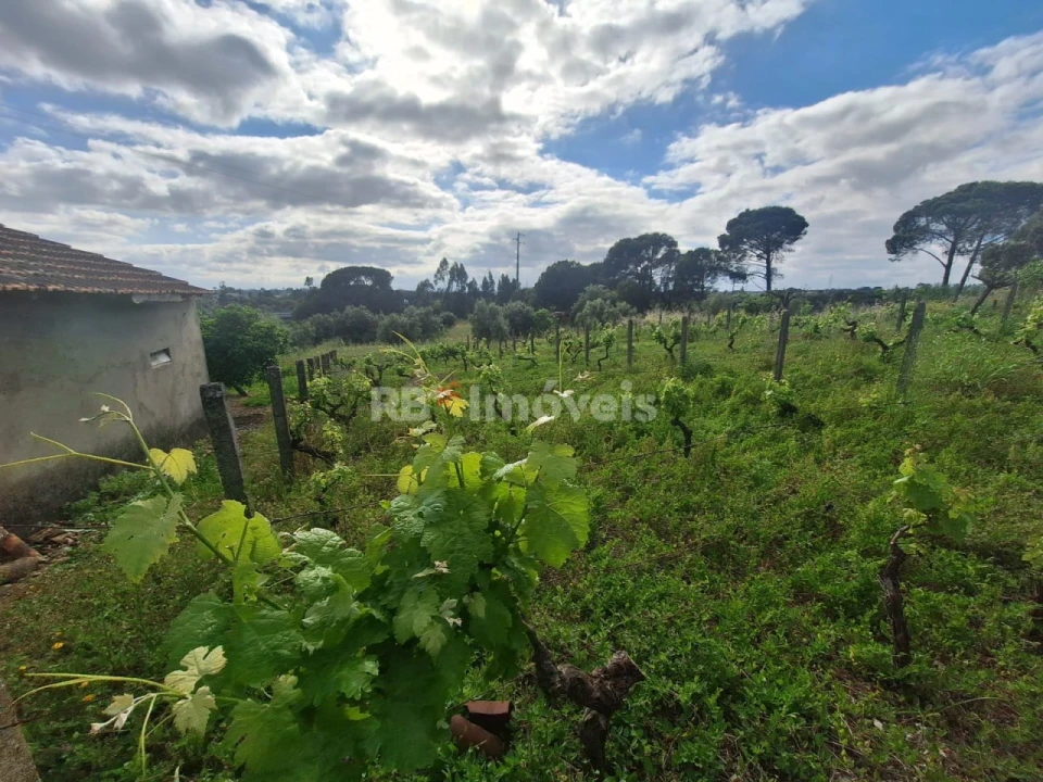 Quinta T4 para Venda em Casais e Alviobeira Foto 19