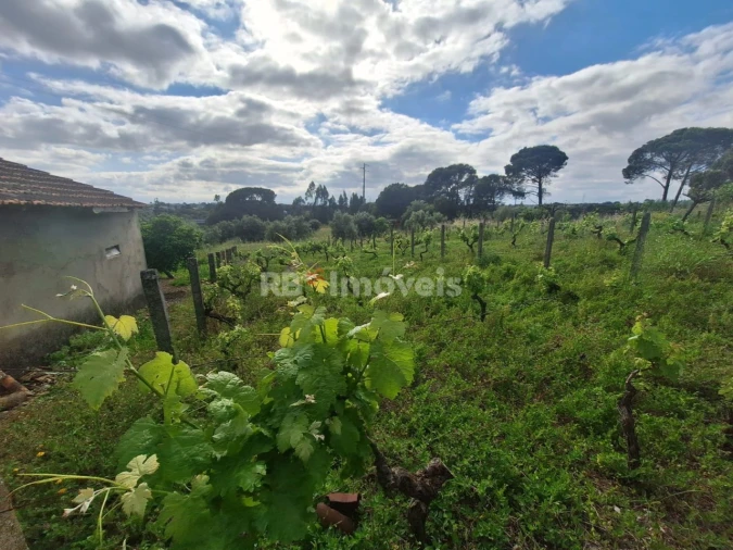 Quinta T4 para Venda em Casais e Alviobeira Foto 19