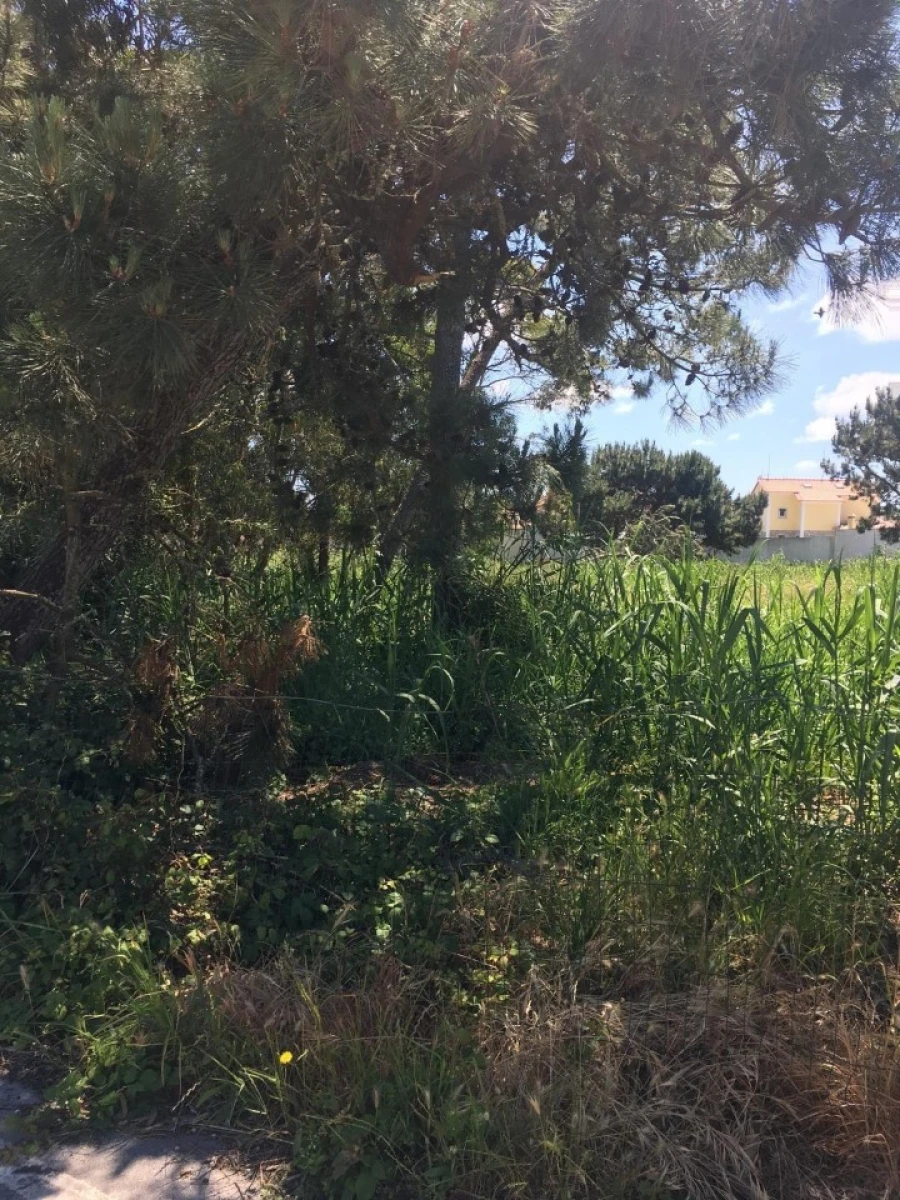 Terreno para Venda em Silveira Foto 15