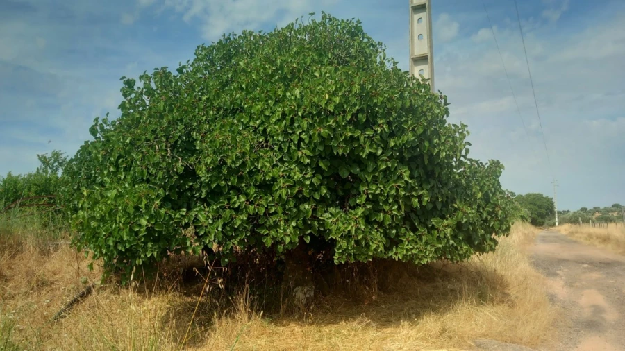 Moradia T8 para Venda em Barbacena e Vila Fernando Foto 29