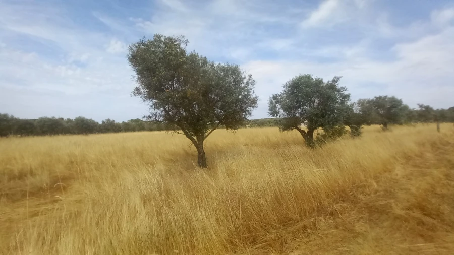 Moradia T8 para Venda em Barbacena e Vila Fernando Foto 37