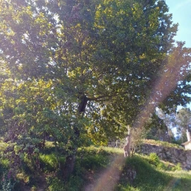 Terreno para Venda em Vieira do Minho