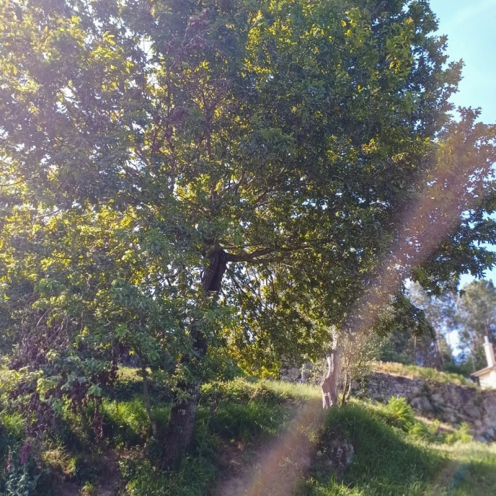 Terreno para Venda em Vieira do Minho Foto 22