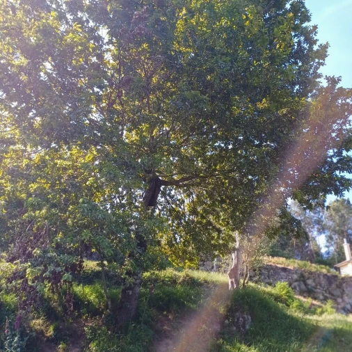 Terreno para Venda em Vieira do Minho Foto 22