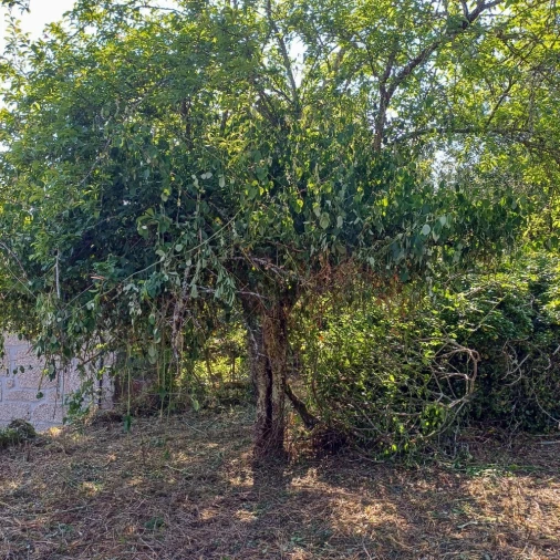 Terreno para Venda em Vieira do Minho Foto 36