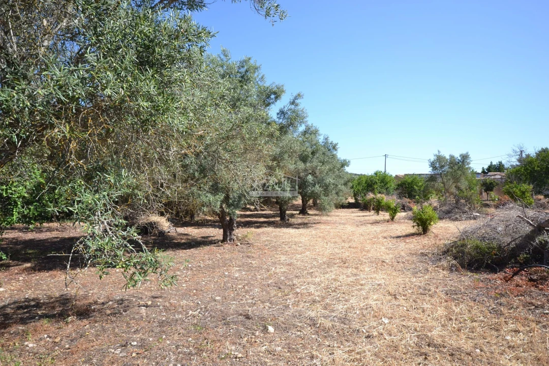Terreno para Venda em Loule (São Clemente) Foto 12