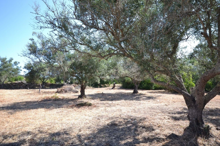 Terreno para Venda em Loule (São Clemente) Foto 17