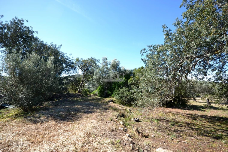 Terreno para Venda em Loule (São Clemente) Foto 11