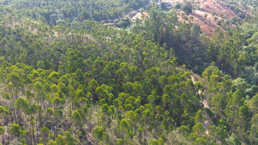Terreno para Venda em Santana da Serra Foto 11