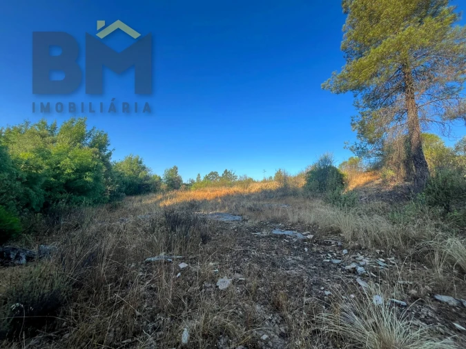 Terreno Agricola ou Rústico para Venda em Freixial e Juncal do Campo Foto 13