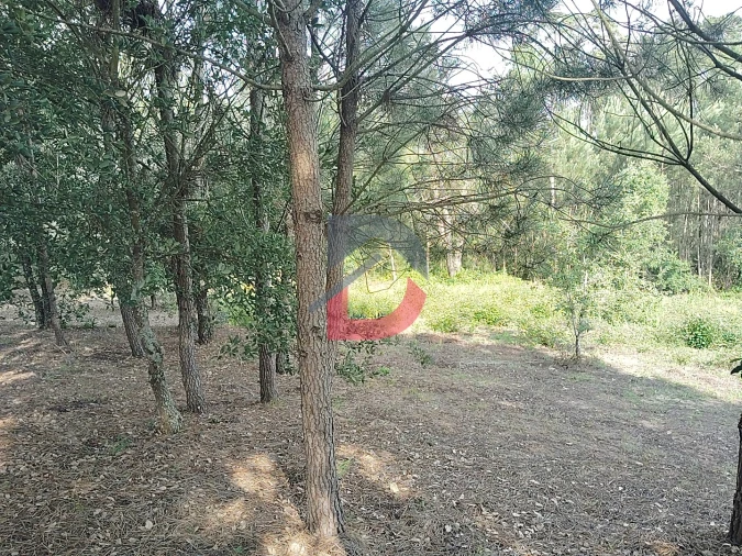 Terreno para Venda em Pombal Foto 5