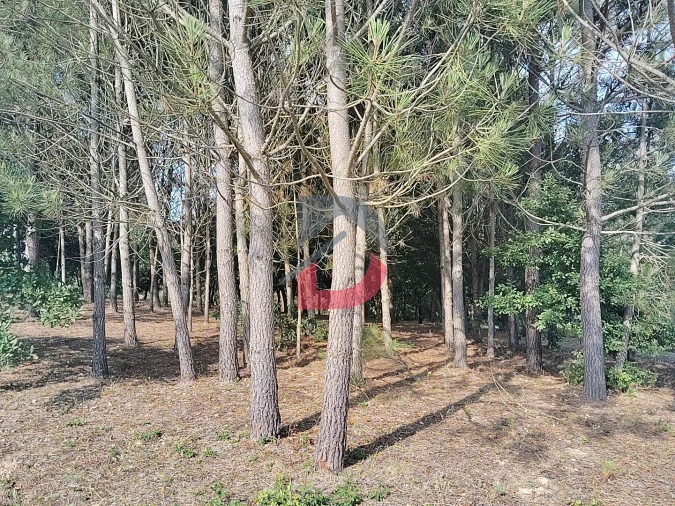 Terreno para Venda em Pombal Foto 2