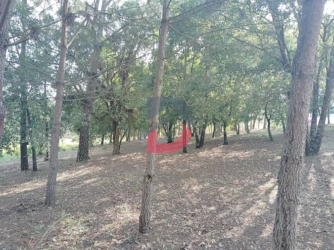 Terreno para Venda em Pombal Foto 6
