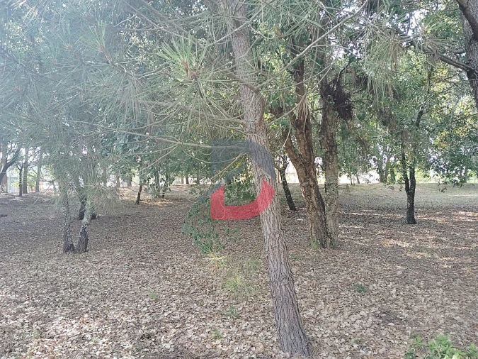 Terreno para Venda em Pombal Foto 8