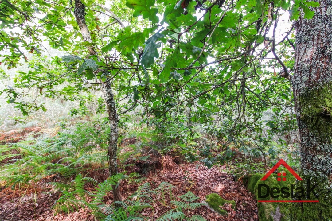Terreno Agricola ou Rústico para Venda em São Felix Foto 3