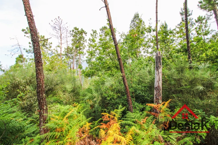 Terreno Agricola ou Rústico para Venda em São Felix Foto 8