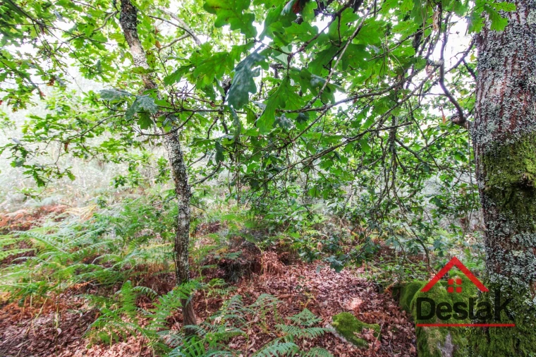 Terreno Agricola ou Rústico para Venda em São Felix Foto 3