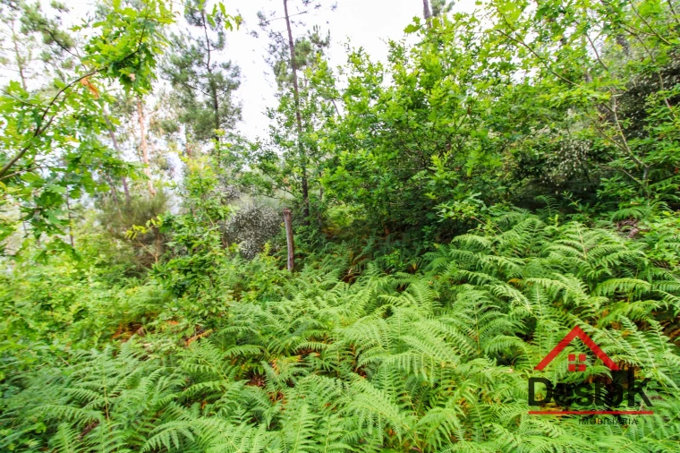 Terreno Agricola ou Rústico para Venda em São Felix Foto 7