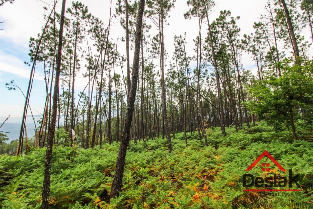Terreno Agricola ou Rústico para Venda em São Felix Foto 15