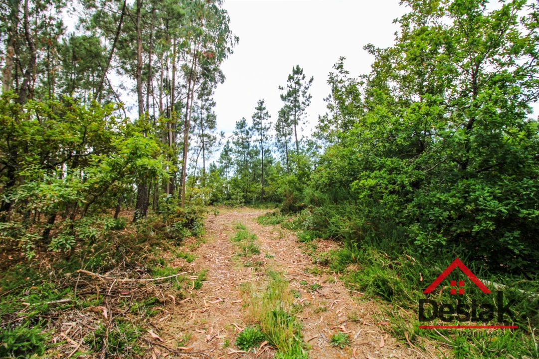 Terreno Agricola ou Rústico para Venda em São Felix Foto 4