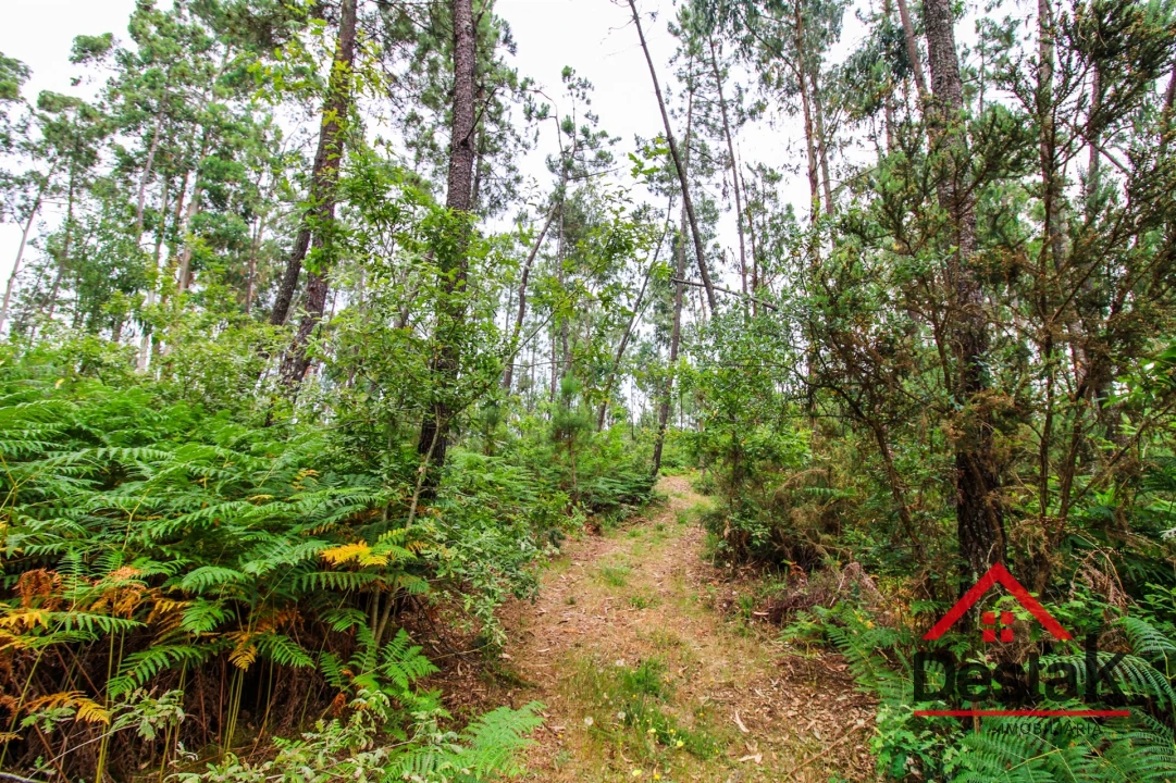 Terreno Agricola ou Rústico para Venda em São Felix Foto 9