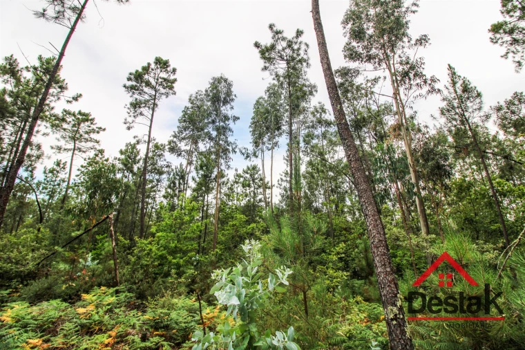 Terreno Agricola ou Rústico para Venda em São Felix Foto 6