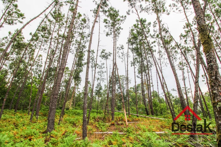 Terreno Agricola ou Rústico para Venda em São Felix Foto 17