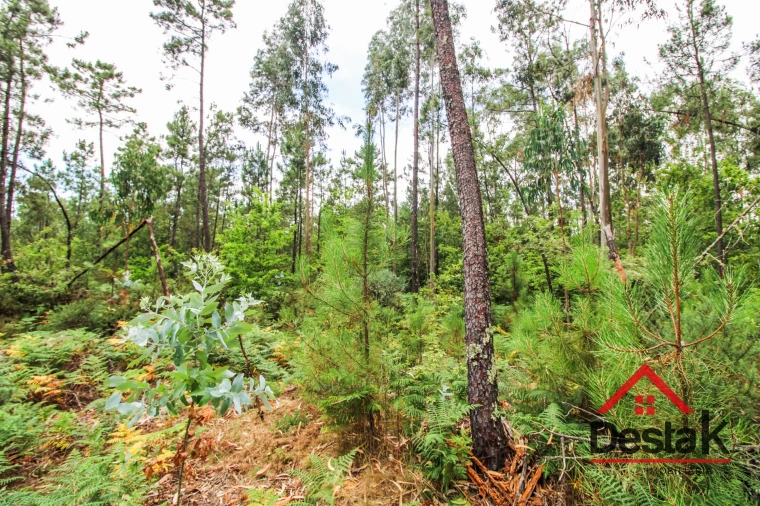Terreno Agricola ou Rústico para Venda em São Felix Foto 8