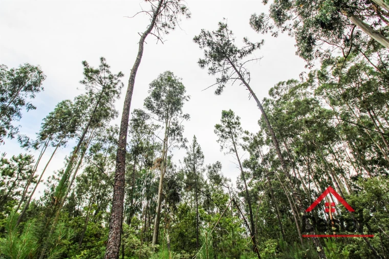 Terreno Agricola ou Rústico para Venda em São Felix Foto 7