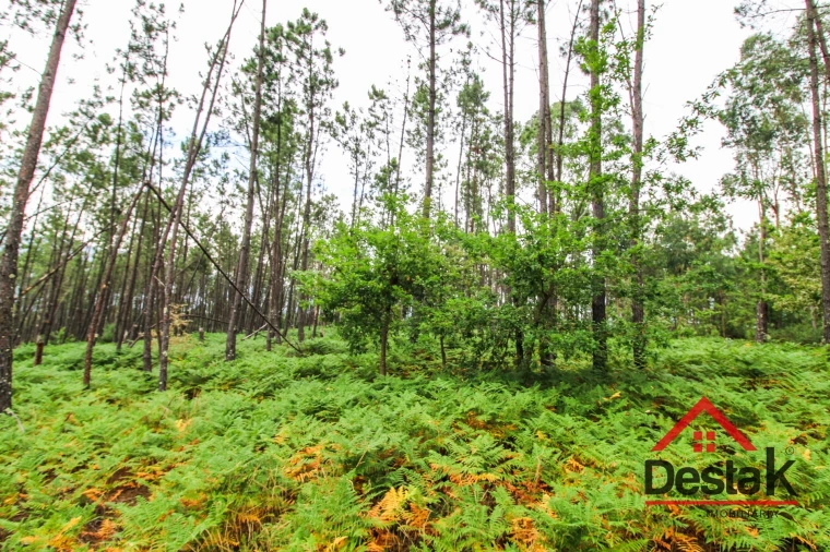 Terreno Agricola ou Rústico para Venda em São Felix Foto 16