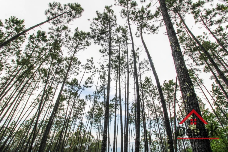 Terreno Agricola ou Rústico para Venda em São Felix Foto 13