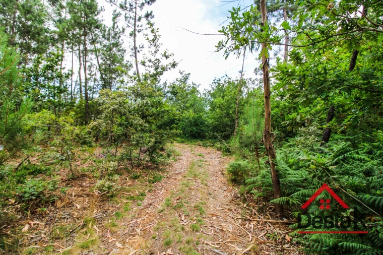 Terreno Agricola ou Rústico para Venda em São Felix Foto 3