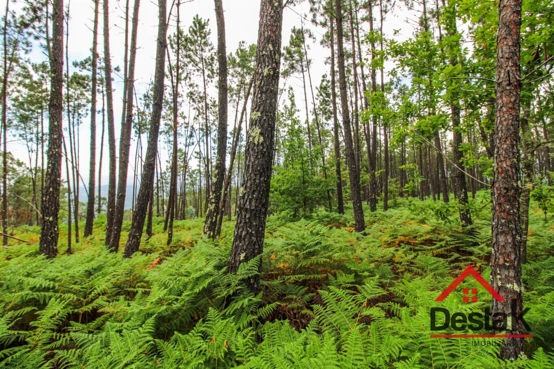 Terreno Agricola ou Rústico para Venda em São Felix Foto 14