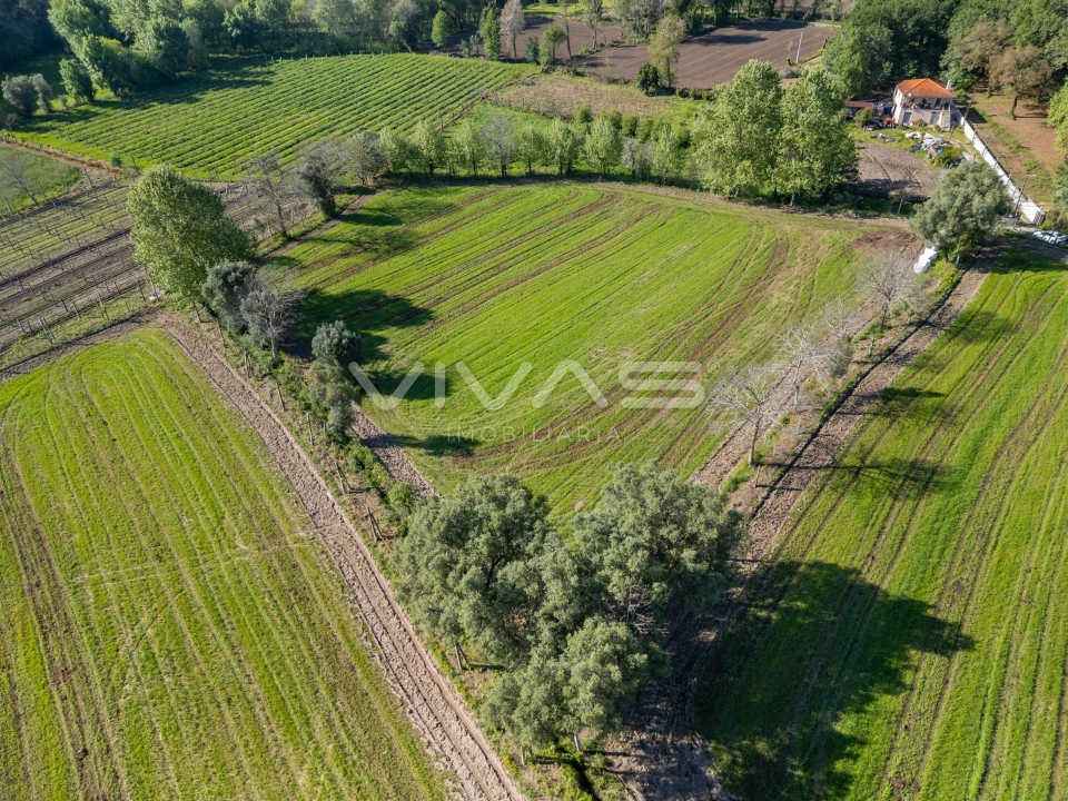 Terreno para Venda em Coucieiro Foto 7