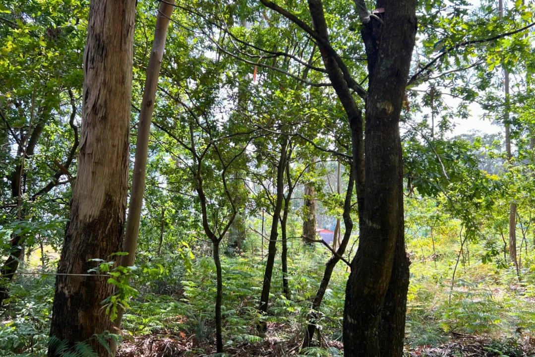 Terreno Agricola ou Rústico para Venda em Sanfins Lamoso Codessos Foto 6