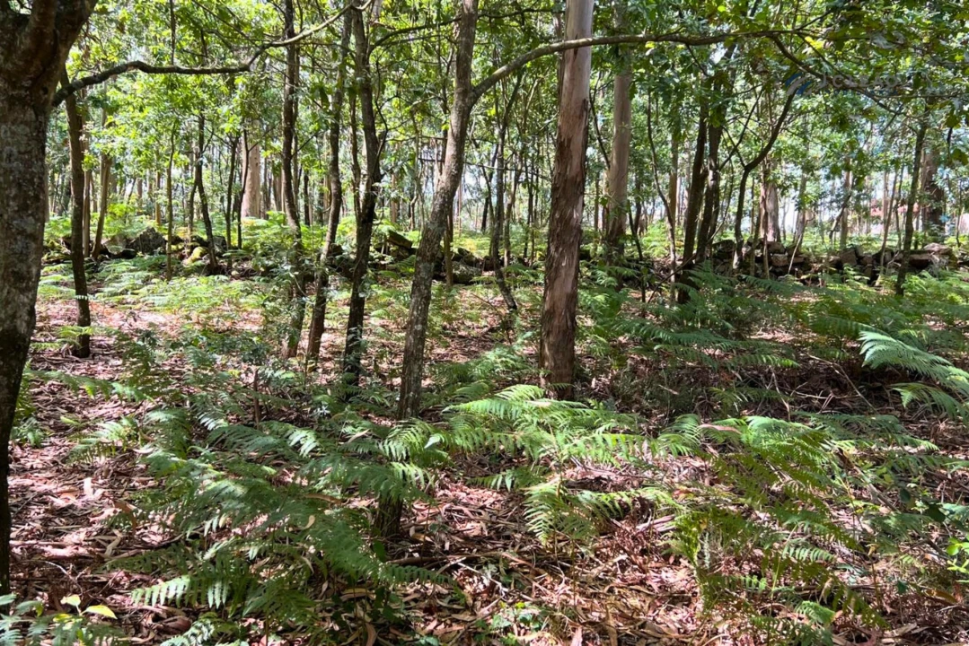 Terreno Agricola ou Rústico para Venda em Sanfins Lamoso Codessos Foto 4