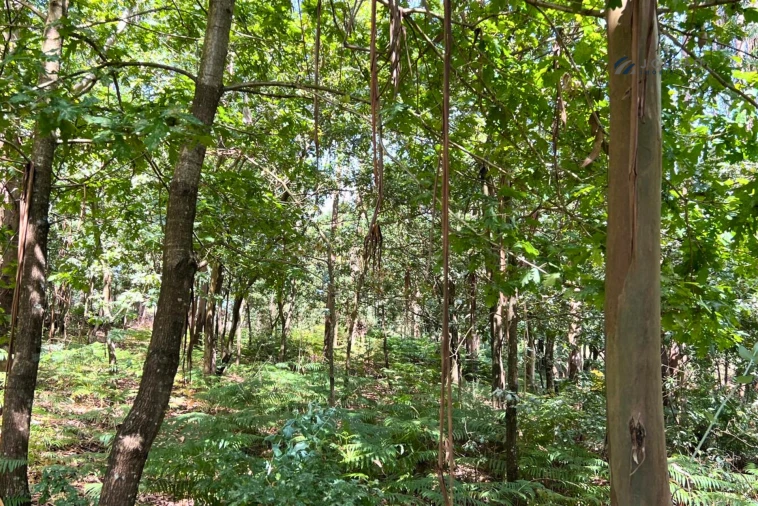 Terreno Agricola ou Rústico para Venda em Sanfins Lamoso Codessos Foto 3