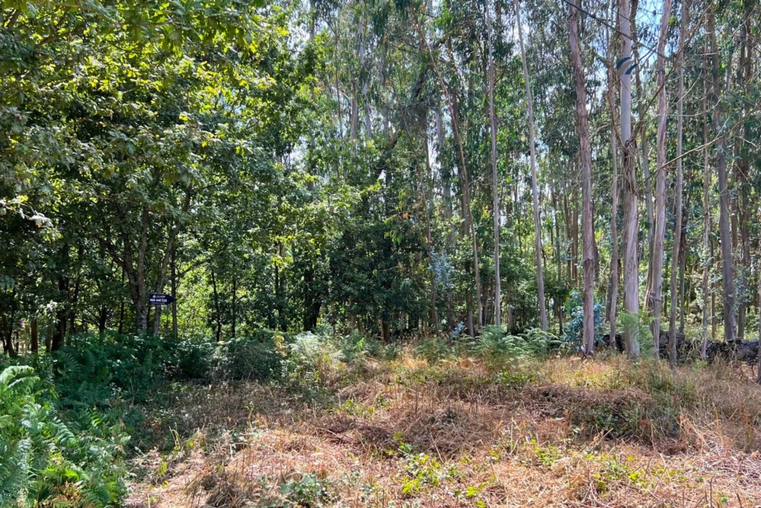 Terreno Agricola ou Rústico para Venda em Sanfins Lamoso Codessos Foto 7