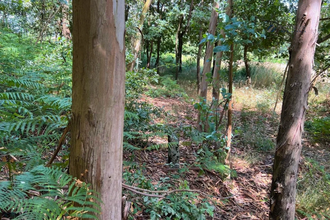 Terreno Agricola ou Rústico para Venda em Sanfins Lamoso Codessos Foto 9