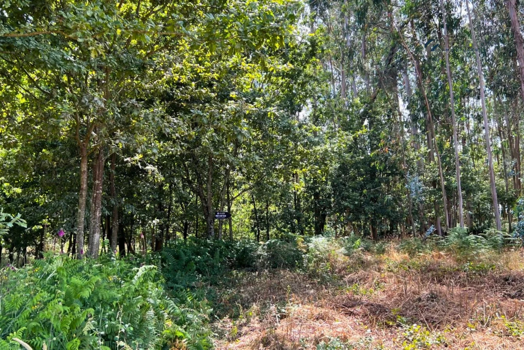 Terreno Agricola ou Rústico para Venda em Sanfins Lamoso Codessos Foto 10